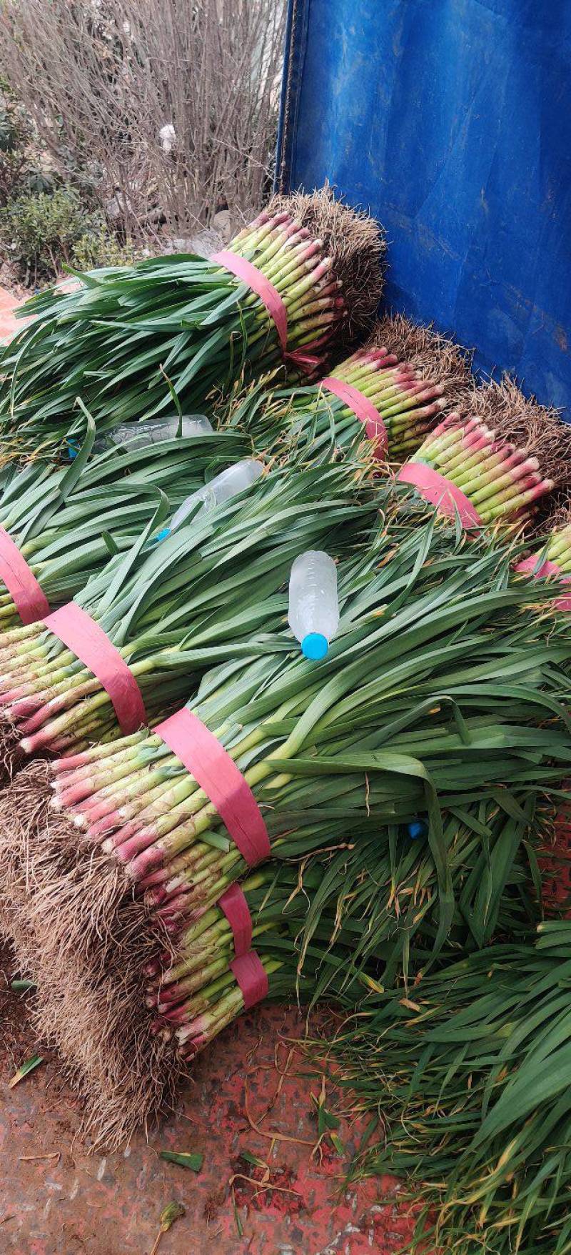 【优质红根蒜苗】，红根蒜苗60cm-65CM大量