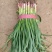 【优质红根蒜苗】，红根蒜苗60cm-65CM大量