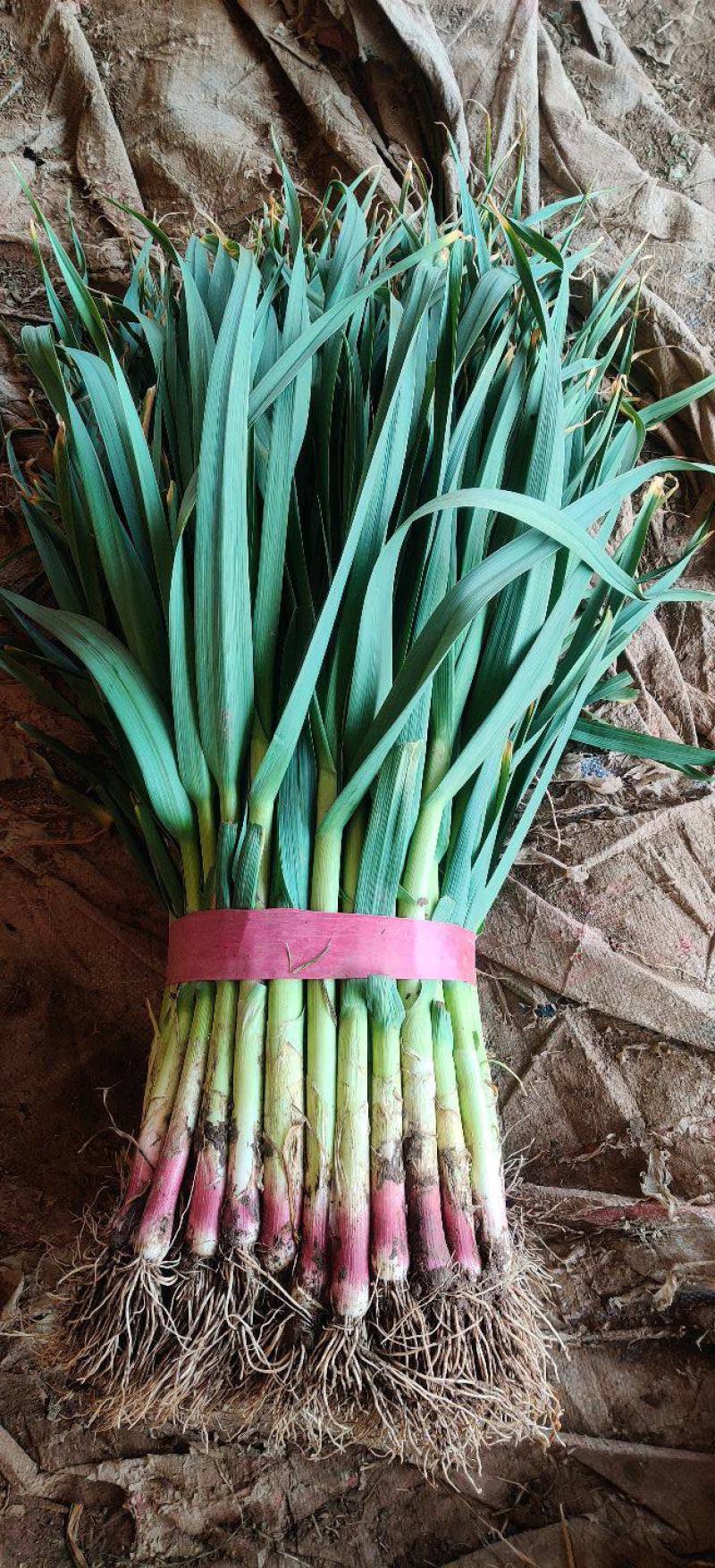 【优质红根蒜苗】，红根蒜苗60cm-65CM大量