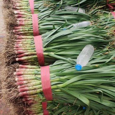 【优质红根蒜苗】，红根蒜苗60cm-65CM大量