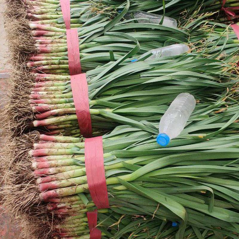 【优质红根蒜苗】，红根蒜苗60cm-65CM大量