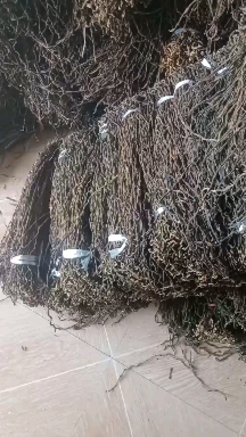 【优质】陕西省汉中市洋县干豆角有精品统货差货三选量大从优