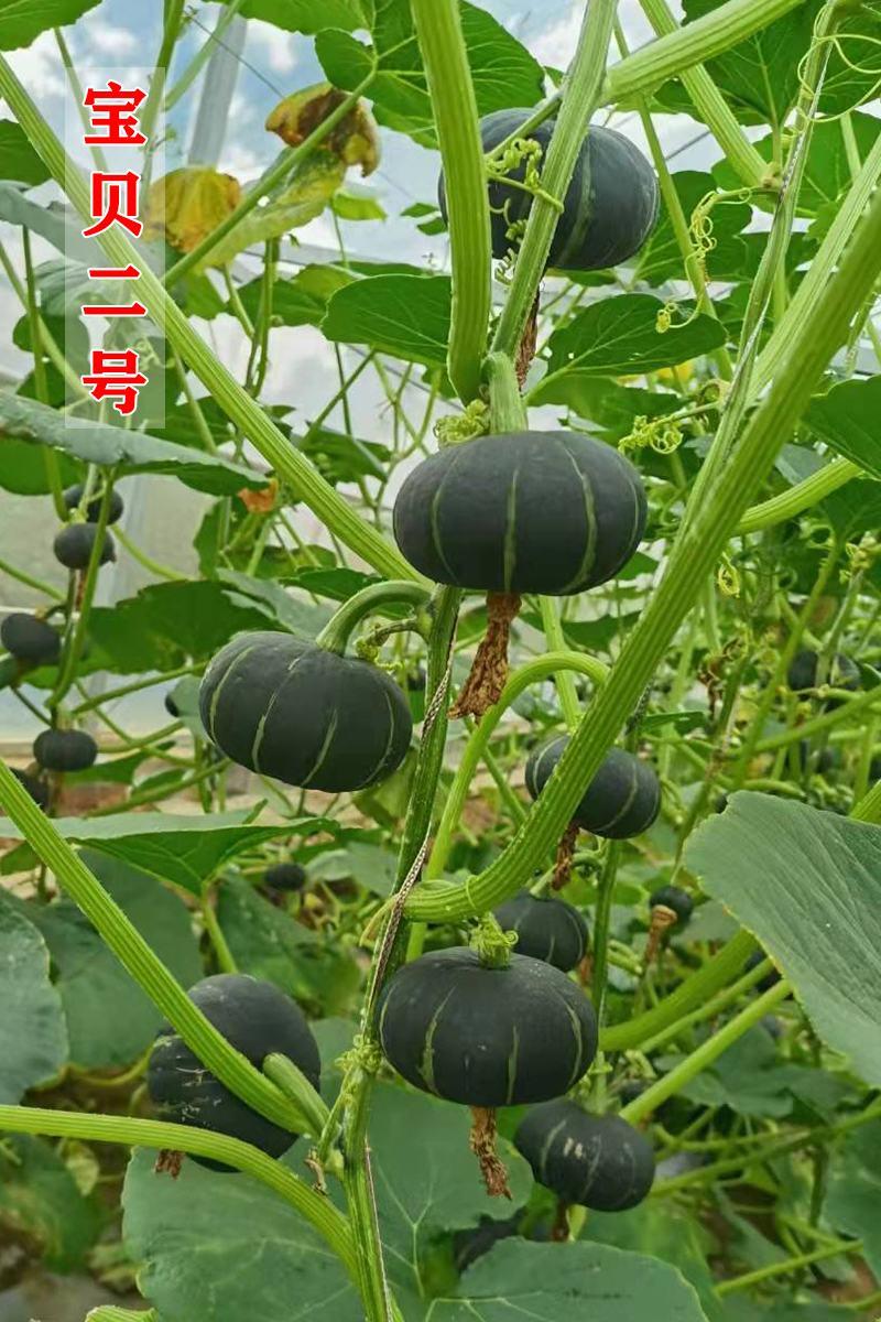 【推荐】日本贝贝南瓜种子宝贝二号精灵贝贝软糯香甜