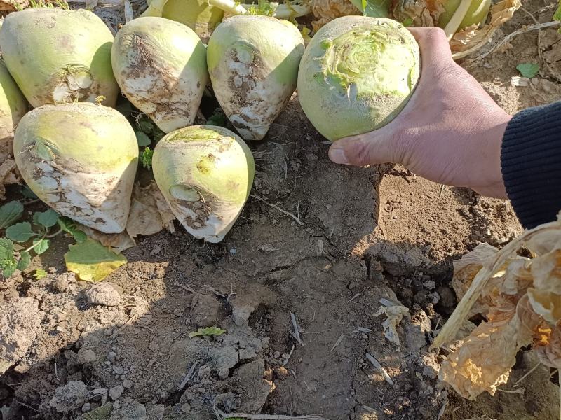 精品芥头菜（俗名菜疙瘩）货源充足质量保证交通便利