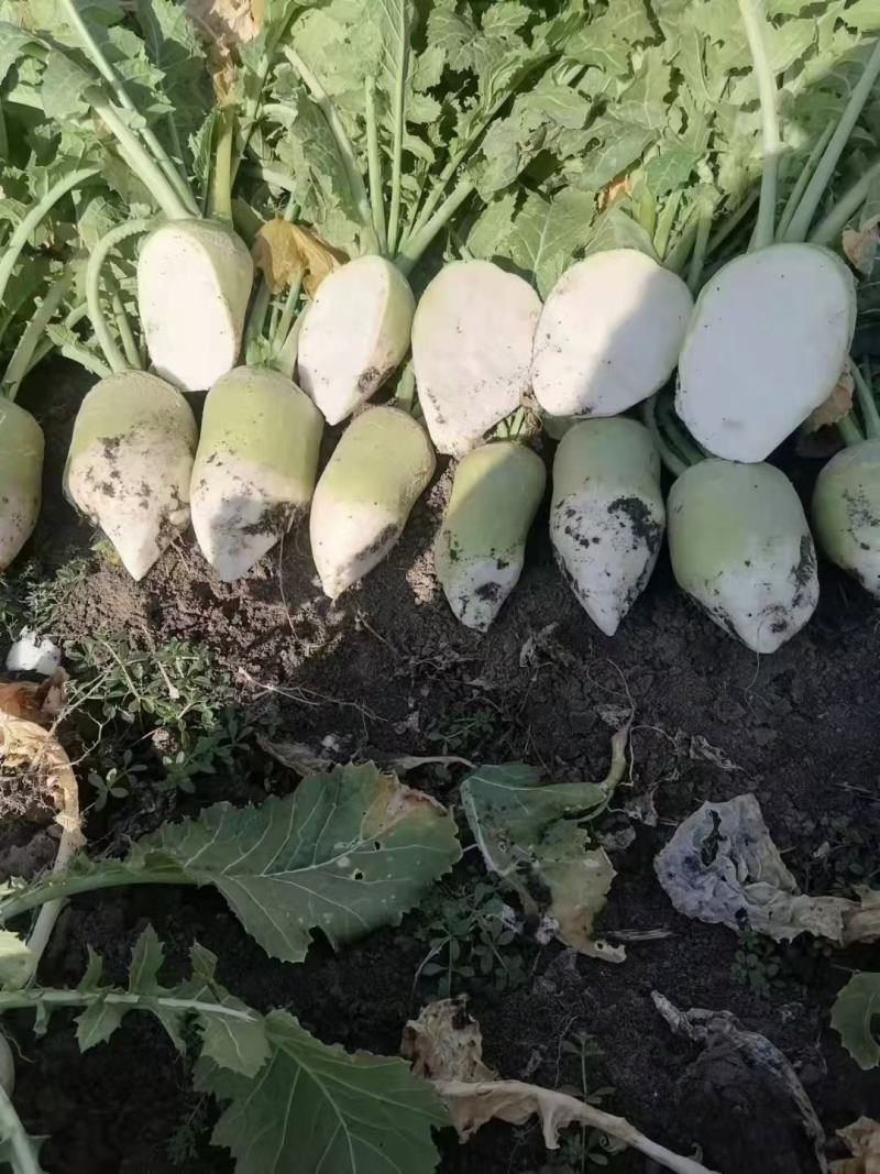 精品芥头菜（俗名菜疙瘩）货源充足质量保证交通便利