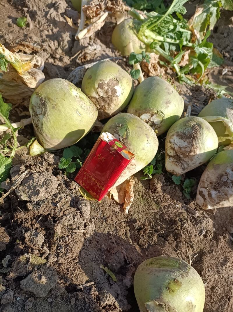 精品芥头菜（俗名菜疙瘩）货源充足质量保证交通便利