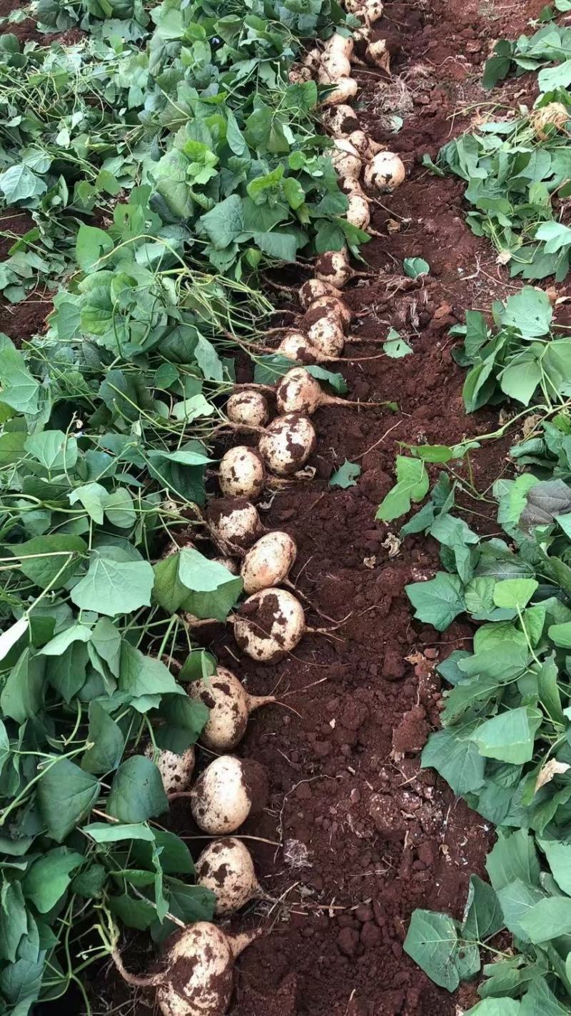 广东凉薯土瓜农家现挖现发质量保证当季新鲜大量货豆薯地瓜