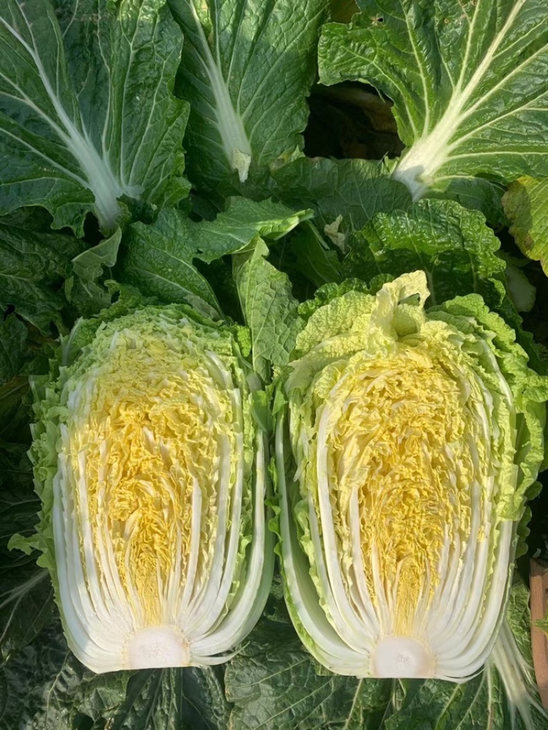【推荐】江苏黄心大白菜，大量供应，批发市场，超市.