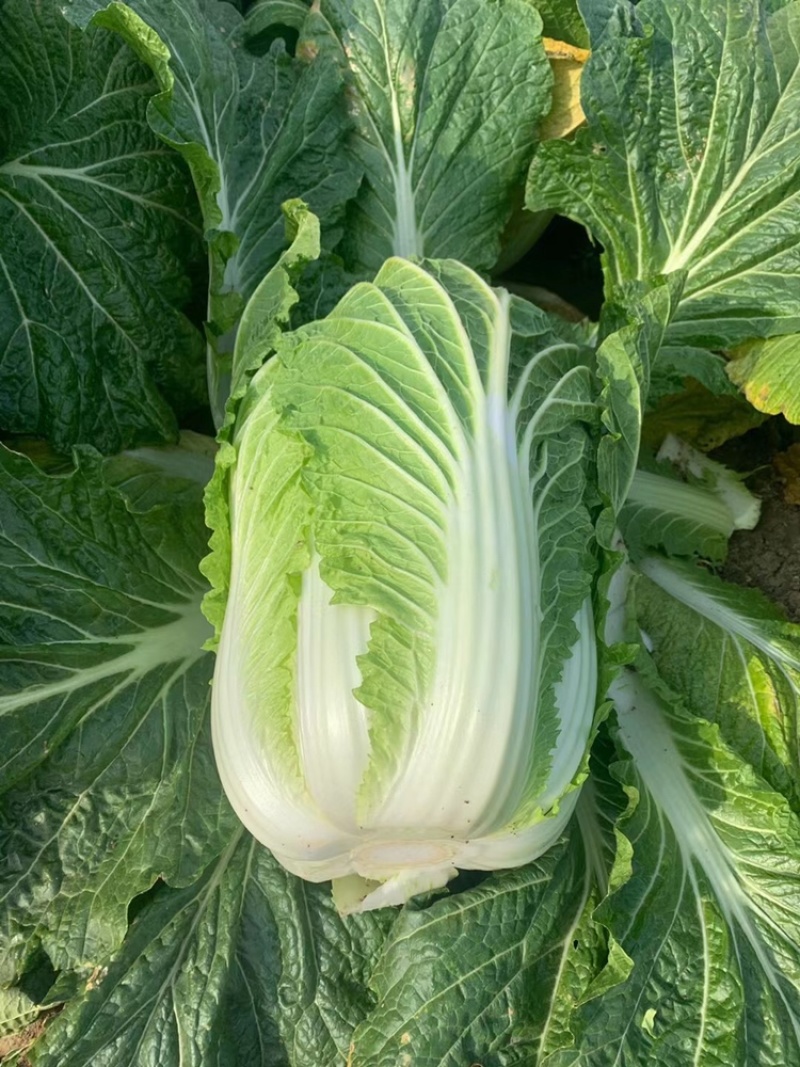 【推荐】江苏黄心大白菜，大量供应，批发市场，超市.