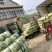 【推荐】江苏黄心大白菜，大量供应，批发市场，超市.