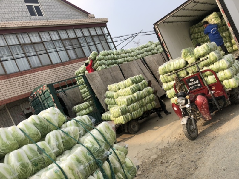 【推荐】江苏黄心大白菜，大量供应，批发市场，超市.