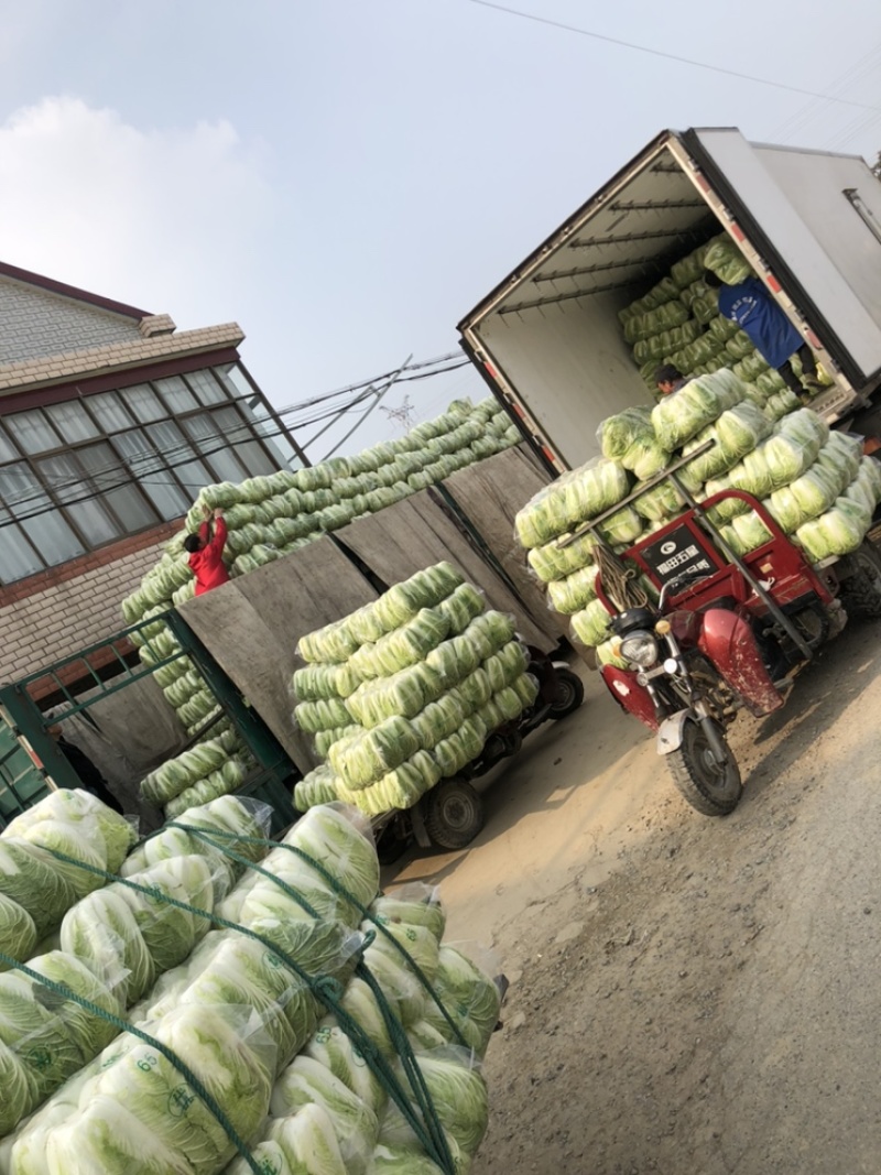 【推荐】江苏黄心大白菜，大量供应，批发市场，超市.