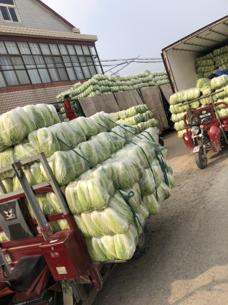 【推荐】江苏黄心大白菜，大量供应，批发市场，超市.