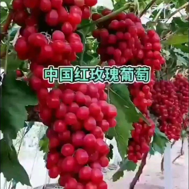 中国红玫瑰，华夏红玫瑰基地直发免费技术服务