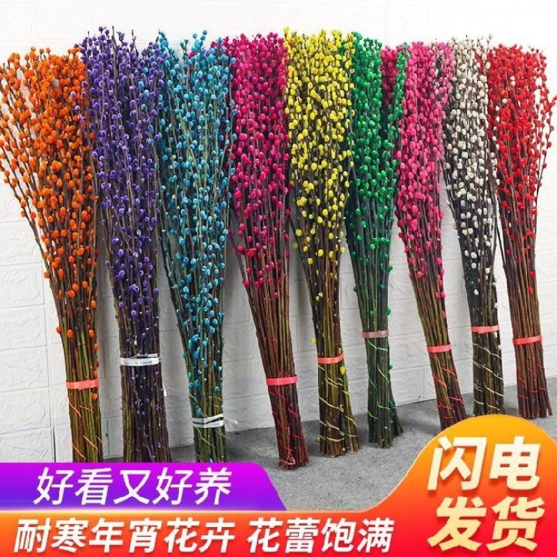 银柳真花鲜枝年宵花卉银柳干花彩色柳枝水培花卉富贵竹室内装