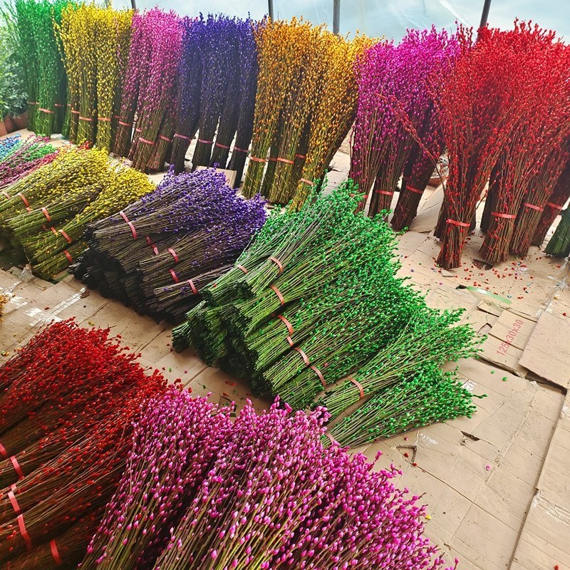 银柳真花鲜枝年宵花卉银柳干花彩色柳枝水培花卉富贵竹室内装