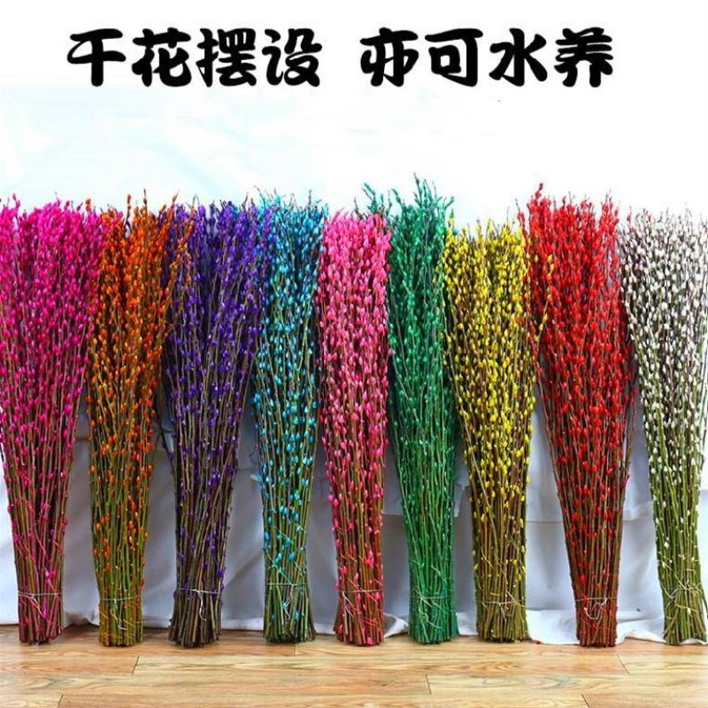 银柳真花鲜枝年宵花卉银柳干花彩色柳枝水培花卉富贵竹室内装
