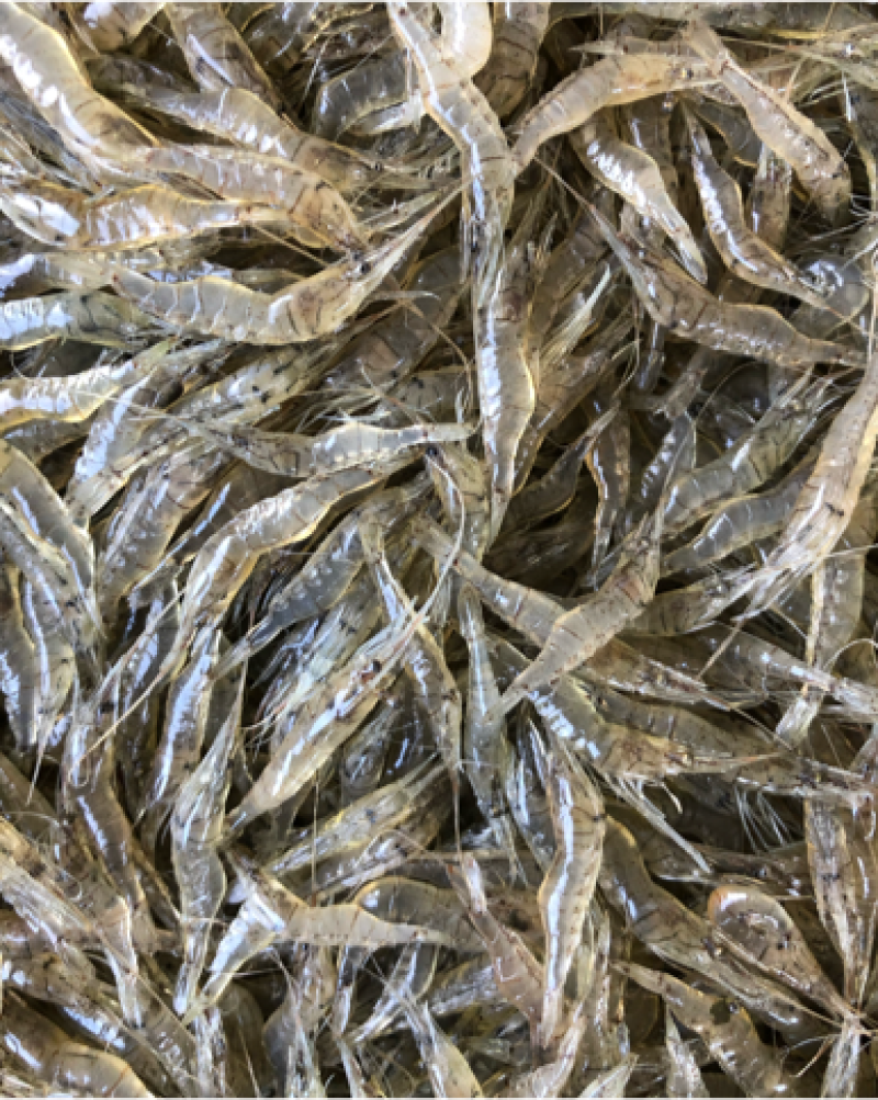 湖北省潜江市清水河虾，味道鲜美，30斤起批欢迎各位老板下单