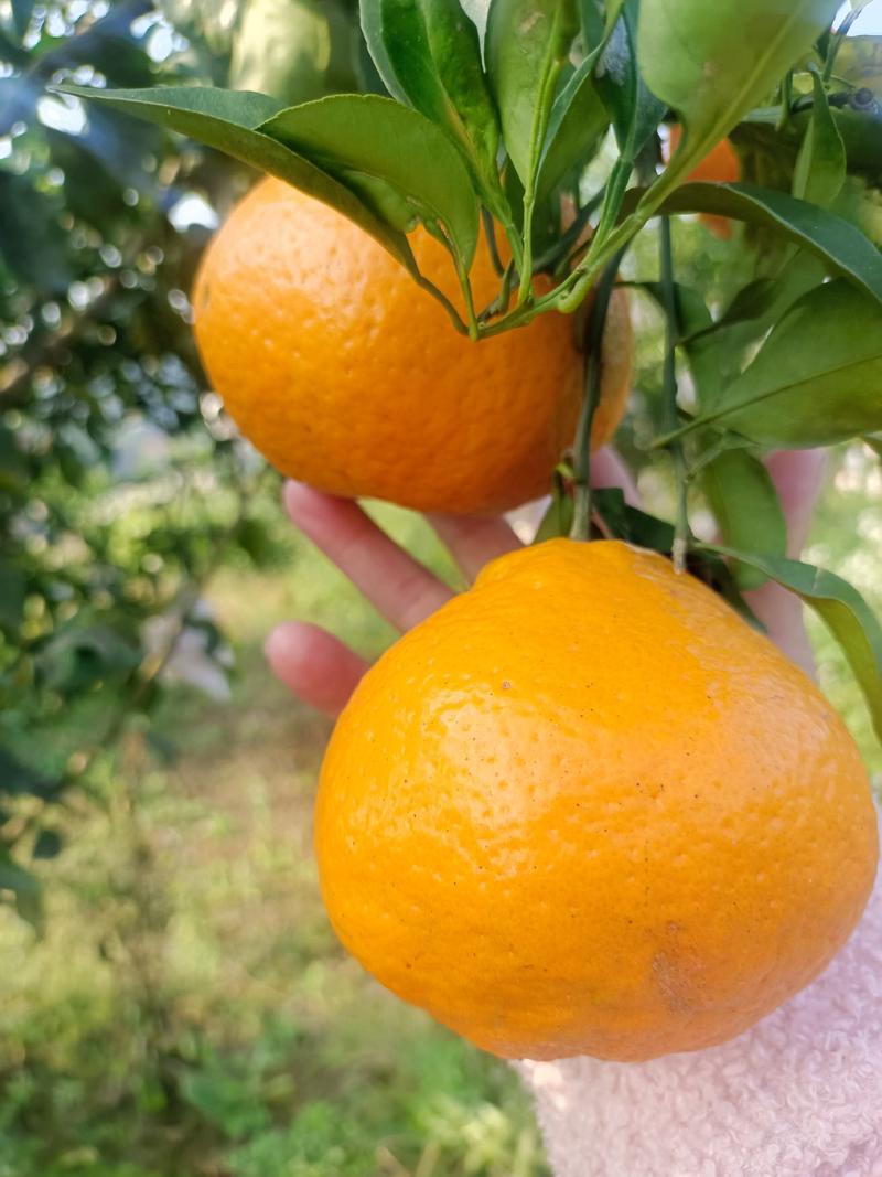 耙耙柑春见柑橘大量上市产地一手货对接全国各地各种渠道发货