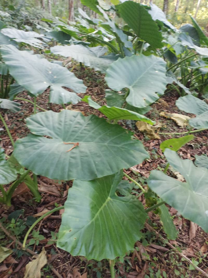云南滴水观音，也叫海芋0.6元一斤统货，有需要的老板请联