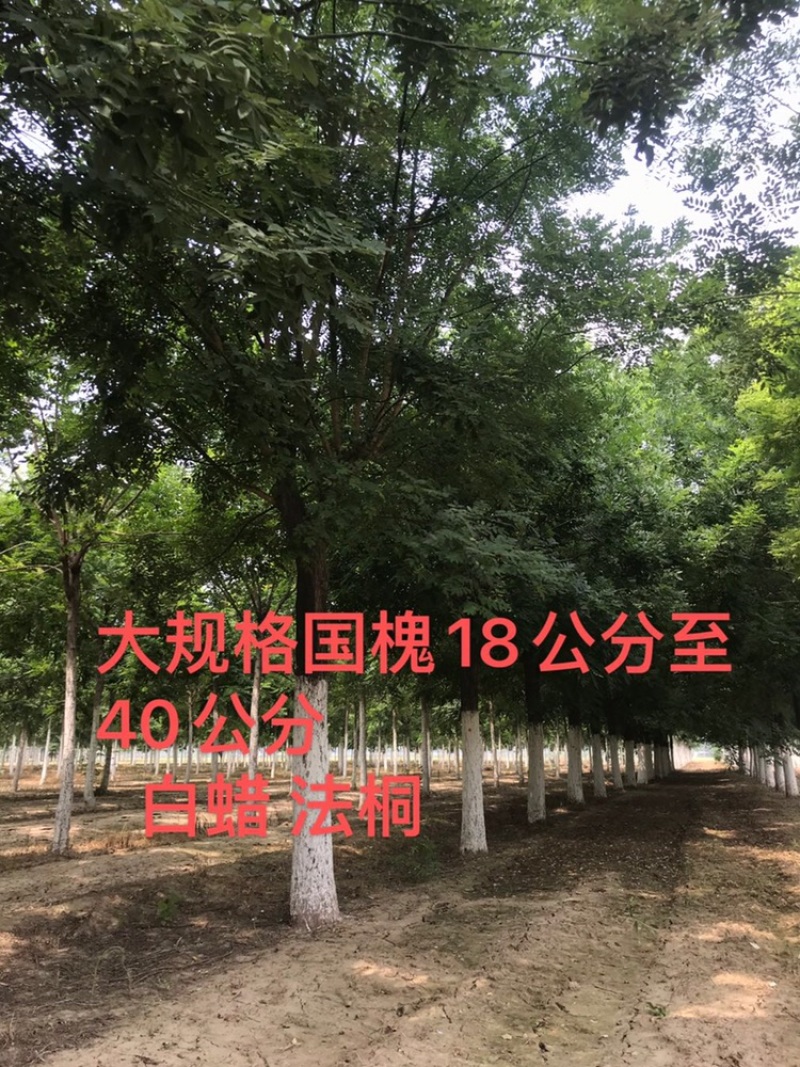 国槐20公分国槐25公分至30公分国槐价格
