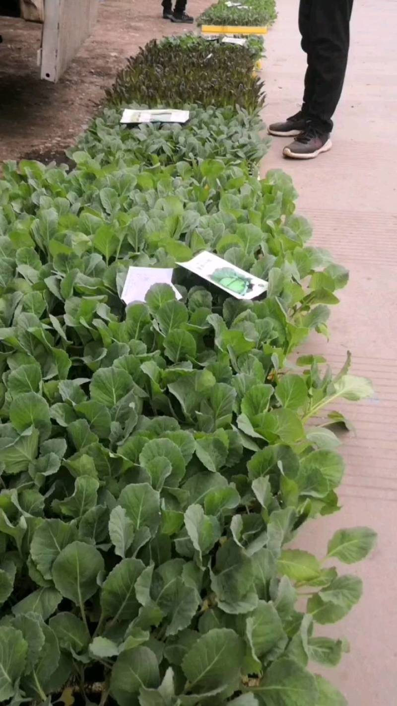 甘蓝苗，平甘蓝，连花白，欢迎全国各地询问与采购
