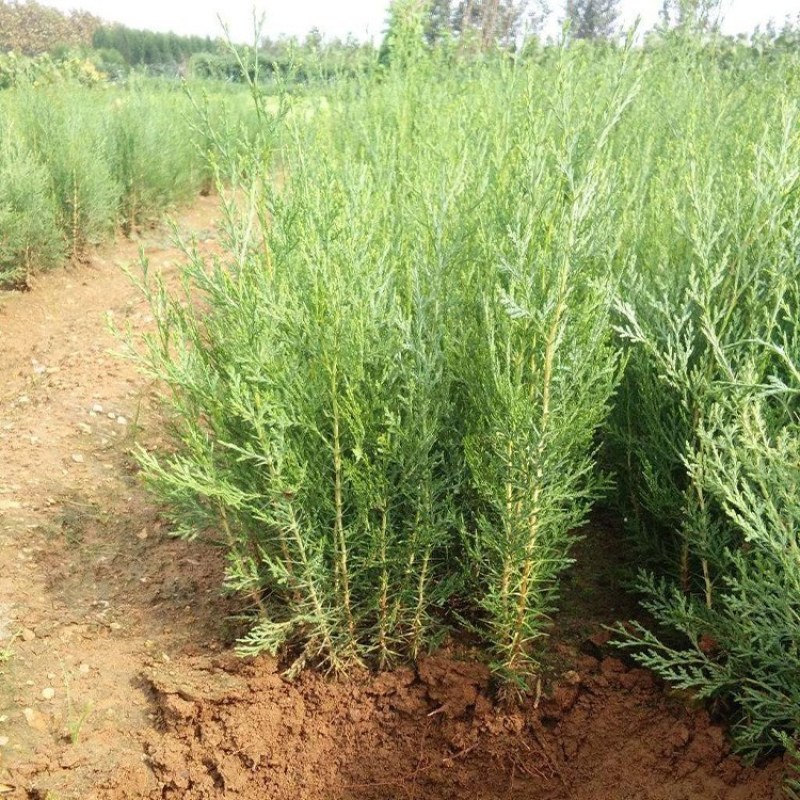 侧柏绿化苗耐寒成活率高四季常青美化生态荒山矿区改造占地