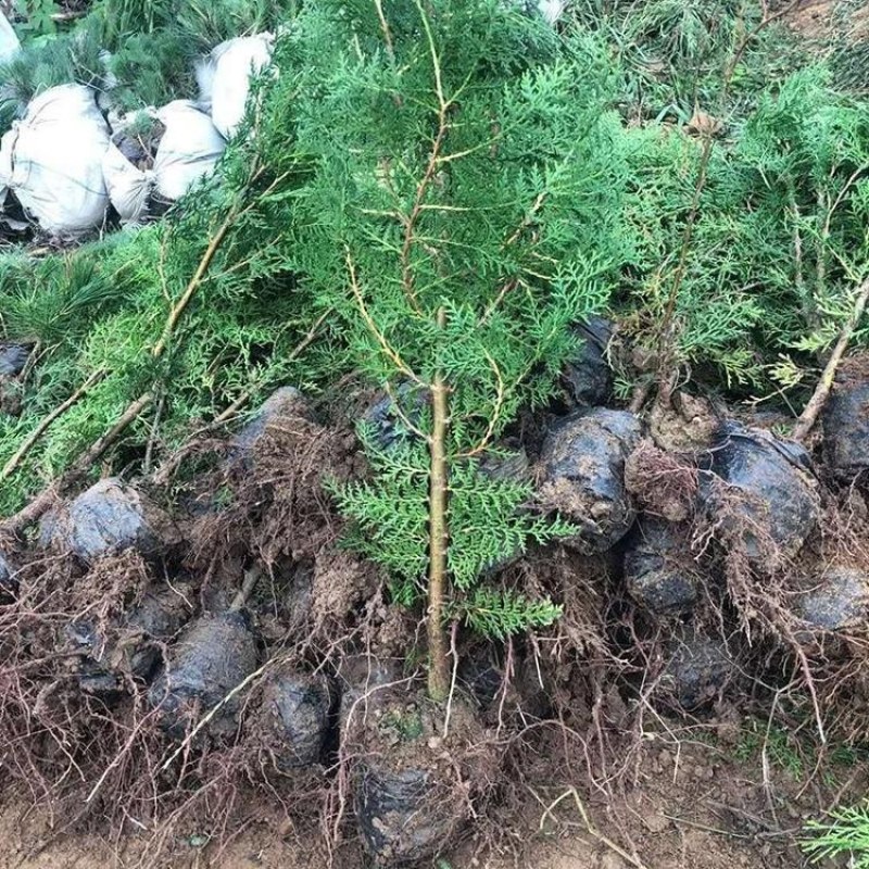 侧柏绿化苗耐寒成活率高四季常青美化生态荒山矿区改造占地