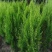 侧柏绿化苗耐寒成活率高四季常青美化生态荒山矿区改造占地