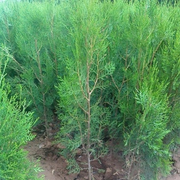 侧柏苗绿化苗耐寒成活率高四季常青美化生态荒山矿区改造占地