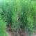 侧柏苗绿化苗耐寒成活率高四季常青美化生态荒山矿区改造占地