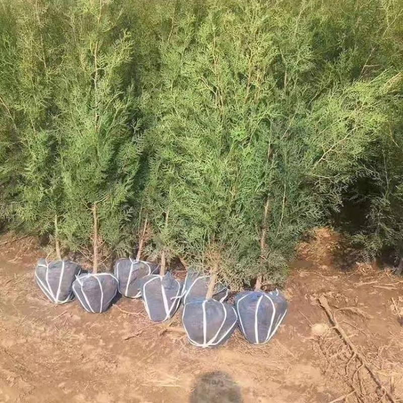 侧柏苗绿化苗耐寒成活率高四季常青美化生态荒山矿区改造占地