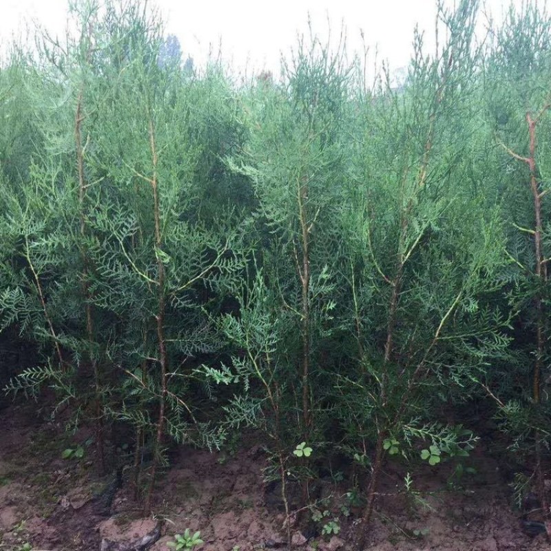 侧柏苗绿化苗耐寒成活率高四季常青美化生态荒山矿区改造占地