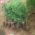 侧柏苗绿化苗耐寒成活率高四季常青美化生态荒山矿区改造占地