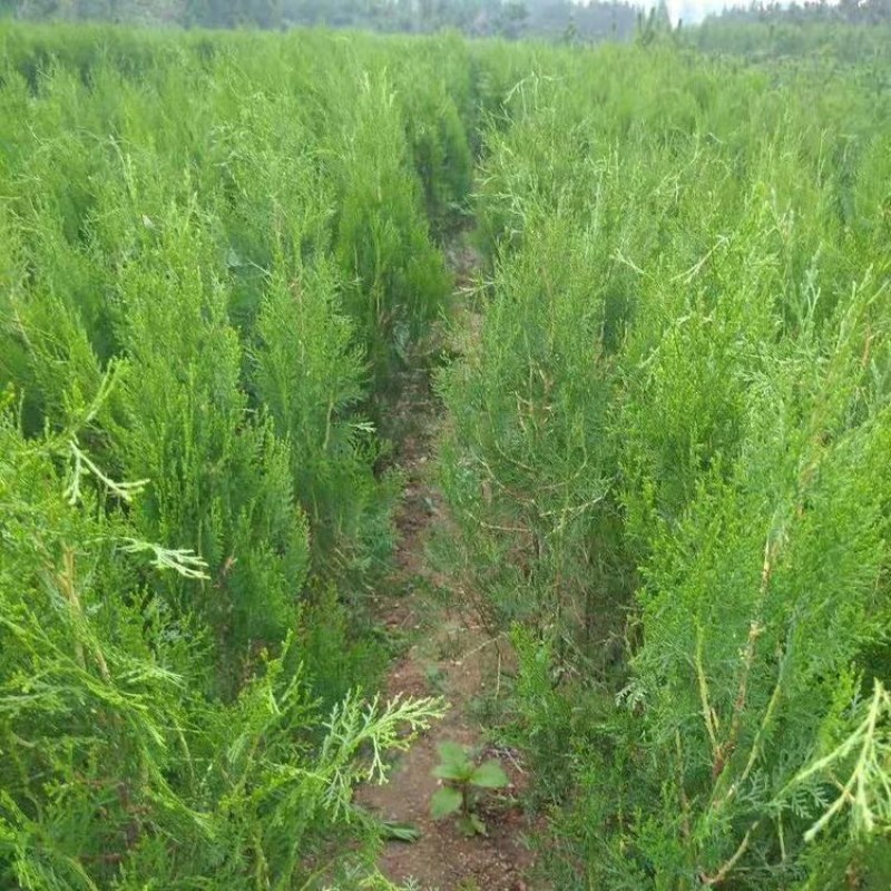 侧柏苗绿化苗耐寒成活率高四季常青美化生态荒山矿区改造占地