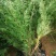 侧柏苗绿化苗耐寒成活率高四季常青美化生态荒山矿区改造占地
