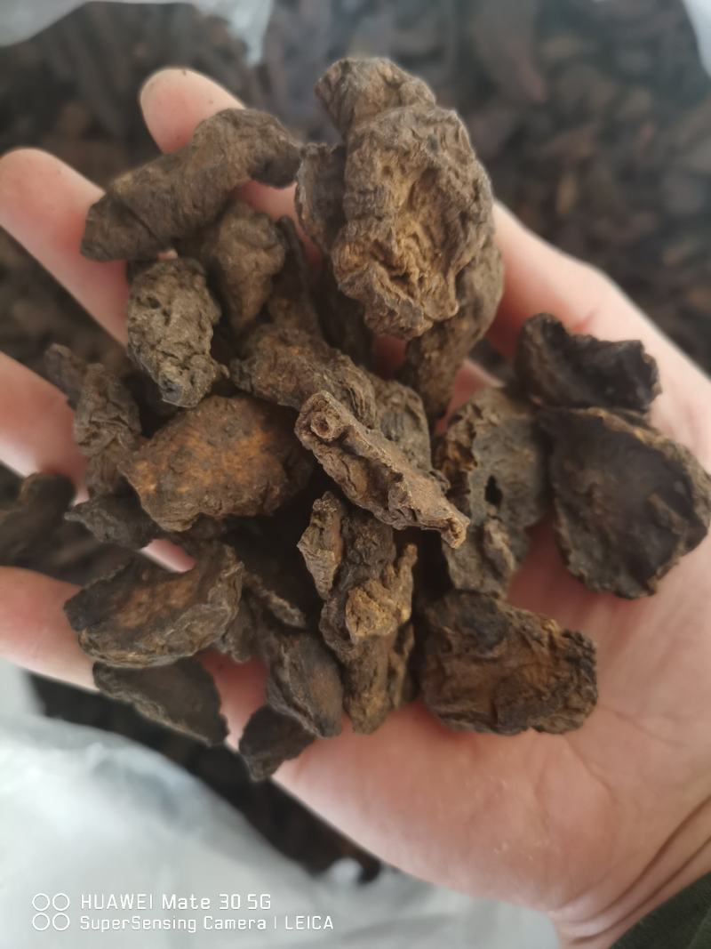 生地河南生地黄