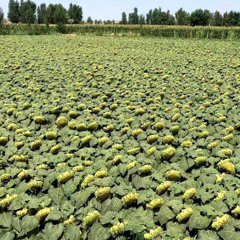 茂华油巨人油葵种子，抗病，籽小皮薄，出油率高