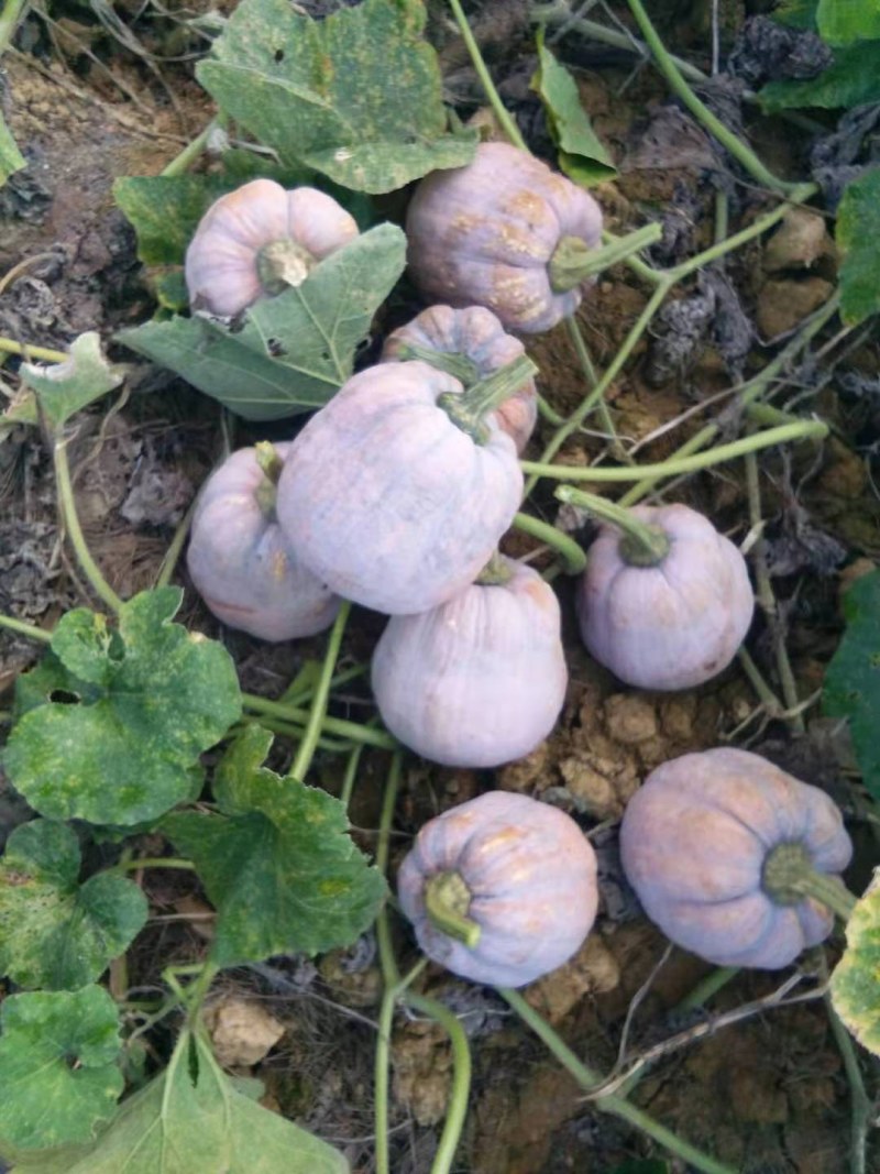 南瓜种子金山小金瓜，花生南瓜品种保证厂家发货下单前先沟通