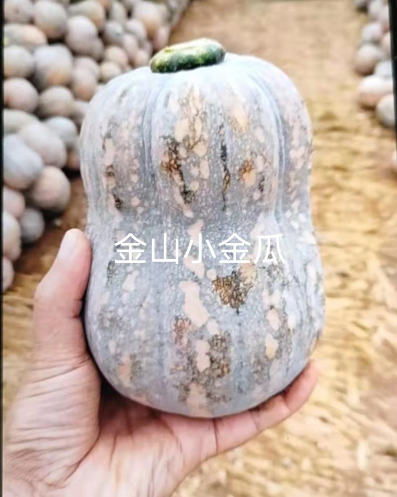 南瓜种子金山小金瓜，花生南瓜品种保证厂家发货下单前先沟通