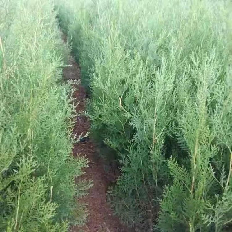 侧柏绿化苗耐寒成活率高四季常青美化生态荒山矿区改造占地