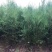 侧柏绿化苗耐寒成活率高四季常青美化生态荒山矿区改造占地