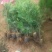 侧柏绿化苗耐寒成活率高四季常青美化生态荒山矿区改造占地