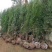 侧柏绿化苗耐寒成活率高四季常青美化生态荒山矿区改造占地