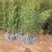 侧柏绿化苗耐寒成活率高四季常青美化生态荒山矿区改造占地