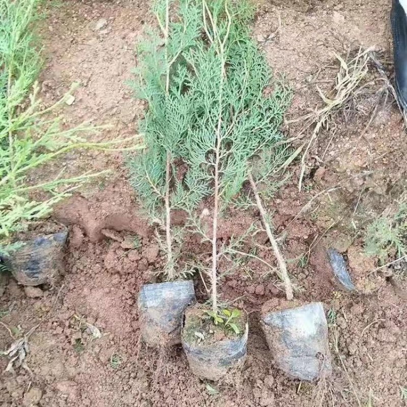 侧柏绿化苗耐寒成活率高四季常青美化生态荒山矿区改造占地