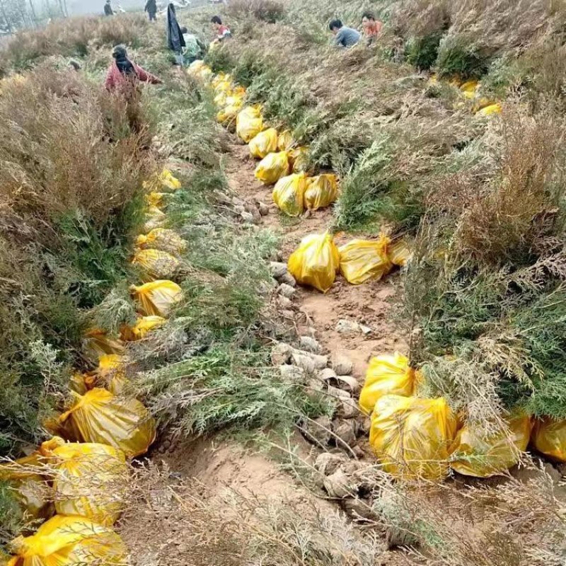 侧柏绿化苗耐寒成活率高四季常青美化生态荒山矿区改造占地