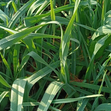 湖北川蒜红根蒜苗大蒜叶香蒜矮脚40~45cm自己家里种