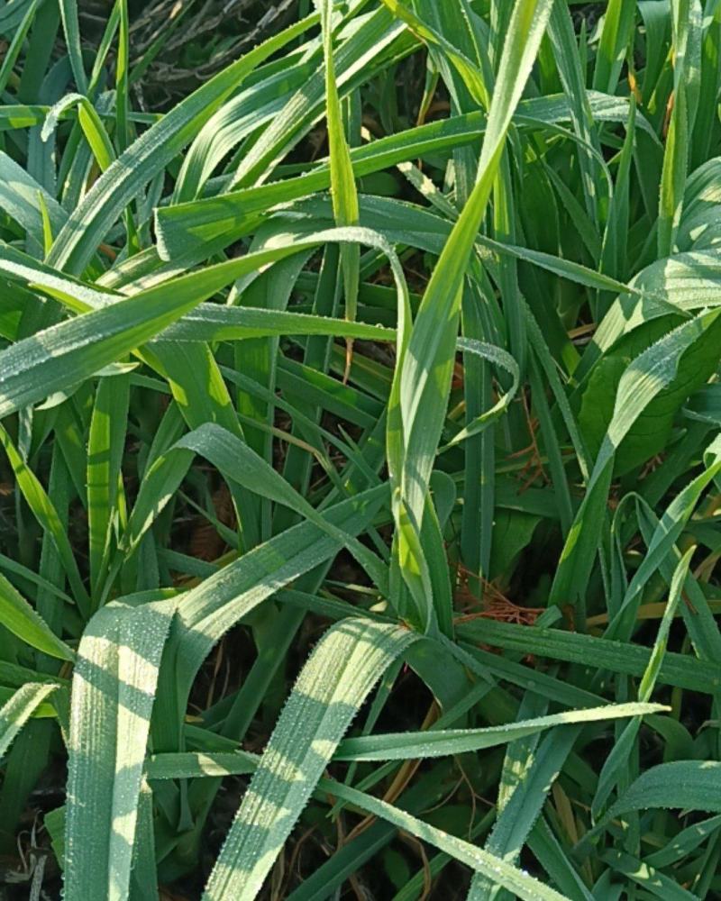 湖北川蒜红根蒜苗大蒜叶香蒜矮脚40~45cm自己家里种