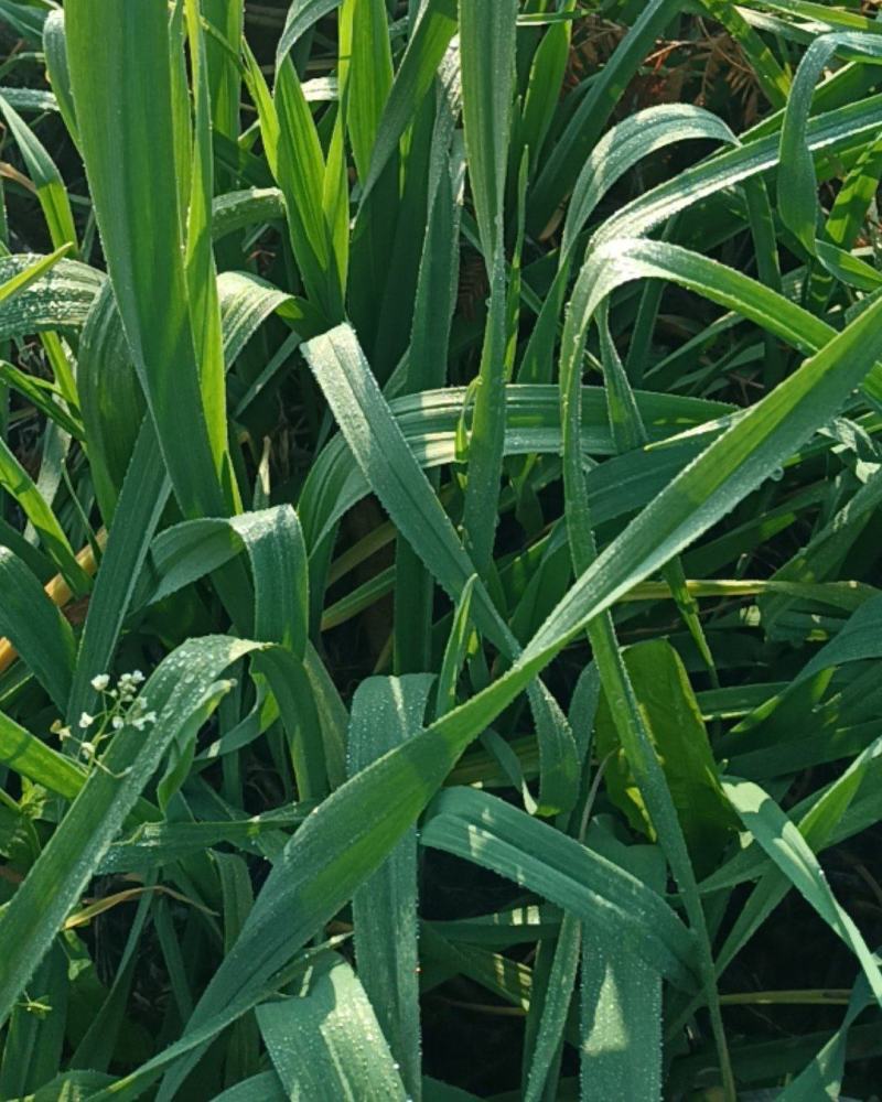 湖北川蒜红根蒜苗大蒜叶香蒜矮脚40~45cm自己家里种